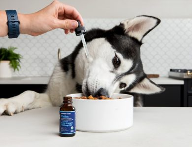 person holding white and black siberian husky puppy drinking on blue and white ceramic mug