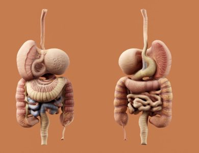 A detailed diagram of the human digestive system.